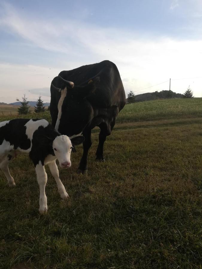 Organic Family Farm Hotell Žabljak Exteriör bild