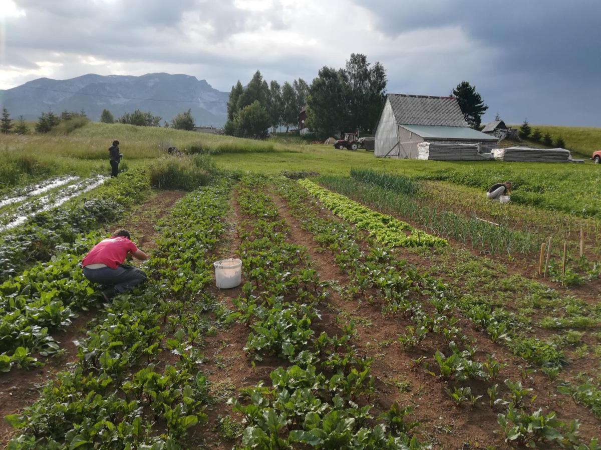 Organic Family Farm Hotell Žabljak Exteriör bild