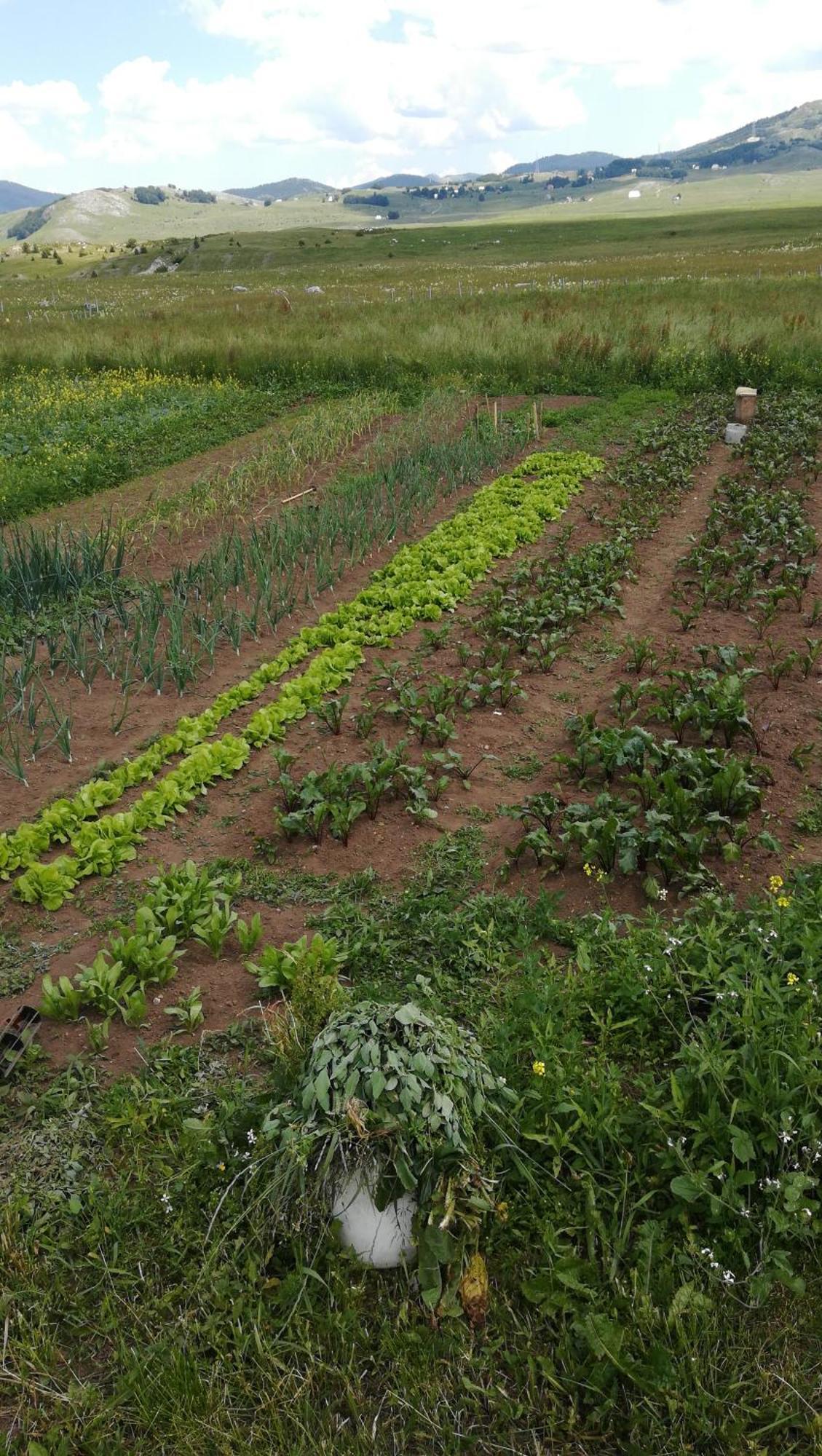 Organic Family Farm Hotell Žabljak Rum bild
