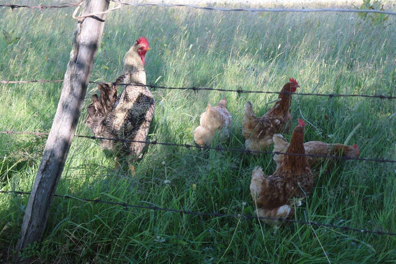 Organic Family Farm Hotell Žabljak Exteriör bild
